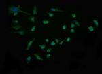 SYP Antibody in Immunocytochemistry (ICC/IF)