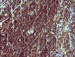 SYP Antibody in Immunohistochemistry (Paraffin) (IHC (P))