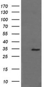 SYP Antibody in Western Blot (WB)