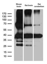 SYP Antibody in Western Blot (WB)