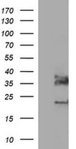 SYP Antibody in Western Blot (WB)