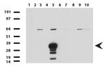 SYP Antibody in Western Blot (WB)