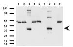 SYP Antibody in Western Blot (WB)