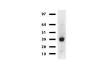 SYP Antibody in Western Blot (WB)