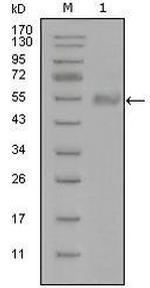 Synaptotagmin 1 Antibody in Western Blot (WB)