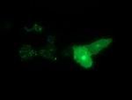 SYT4 Antibody in Immunocytochemistry (ICC/IF)