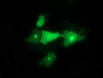 SYT4 Antibody in Immunocytochemistry (ICC/IF)