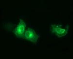 SYT4 Antibody in Immunocytochemistry (ICC/IF)