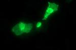 SYT4 Antibody in Immunocytochemistry (ICC/IF)