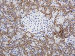 SYT4 Antibody in Immunohistochemistry (Paraffin) (IHC (P))