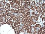 SYT4 Antibody in Immunohistochemistry (Paraffin) (IHC (P))