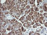 SYT4 Antibody in Immunohistochemistry (Paraffin) (IHC (P))