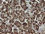 SYT4 Antibody in Immunohistochemistry (Paraffin) (IHC (P))