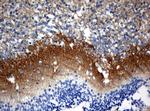 SYT4 Antibody in Immunohistochemistry (Paraffin) (IHC (P))