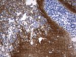 SYT4 Antibody in Immunohistochemistry (Paraffin) (IHC (P))