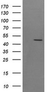 SYT4 Antibody in Western Blot (WB)