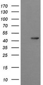 SYT4 Antibody in Western Blot (WB)