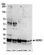 SZRD1 Antibody in Western Blot (WB)