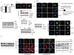 Salmonella typhimurium LPS Antibody in Western Blot (WB)