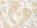 Sec23IP/MSTP053 Antibody in Immunohistochemistry (IHC)