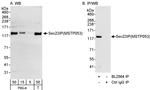 Sec23IP/MSTP053 Antibody in Western Blot (WB)