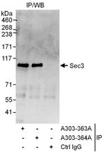 Sec3 Antibody in Immunoprecipitation (IP)