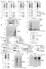 Securin Antibody in Western Blot (WB)