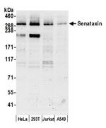 Senataxin Antibody in Western Blot (WB)