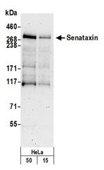 Senataxin Antibody in Western Blot (WB)