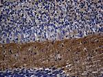 Septin 3 Antibody in Immunohistochemistry (Paraffin) (IHC (P))