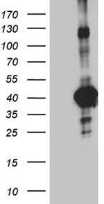 Septin 3 Antibody in Western Blot (WB)