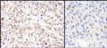 Sin3A Antibody in Immunohistochemistry (IHC)