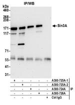 Sin3A Antibody in Western Blot (WB)