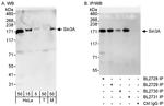 Sin3A Antibody in Western Blot (WB)