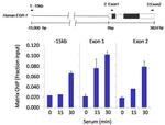 SIN3A Antibody in ChIP Assay (ChIP)