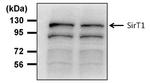 SIRT1 Antibody in Western Blot (WB)