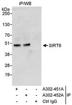 Sirt6 Antibody in Immunoprecipitation (IP)