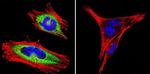 Sodium/Calcium Exchanger Antibody in Immunocytochemistry (ICC/IF)