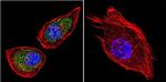 Sodium/Calcium Exchanger Antibody in Immunocytochemistry (ICC/IF)