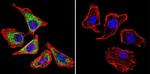 Sodium/Calcium Exchanger Antibody in Immunocytochemistry (ICC/IF)