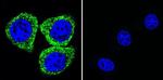 ATP1A1 Antibody in Immunocytochemistry (ICC/IF)