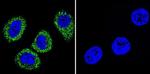 ATP1A1 Antibody in Immunocytochemistry (ICC/IF)