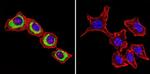 ATP1B1 Antibody in Immunocytochemistry (ICC/IF)