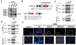 Sortilin Antibody