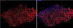 SOX2 Antibody in Immunocytochemistry (ICC/IF)