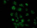 Sox17 Antibody in Immunocytochemistry (ICC/IF)