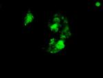 Sox17 Antibody in Immunocytochemistry (ICC/IF)