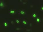 Sox17 Antibody in Immunocytochemistry (ICC/IF)