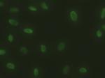 Sox17 Antibody in Immunocytochemistry (ICC/IF)