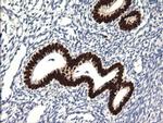 Sox17 Antibody in Immunohistochemistry (Paraffin) (IHC (P))